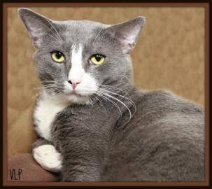 Domestic Short Hair - Geppetto - Medium - Adult - Male - Cat