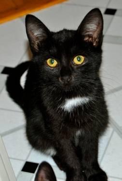 Domestic Short Hair - Gidget - Medium - Young - Female - Cat