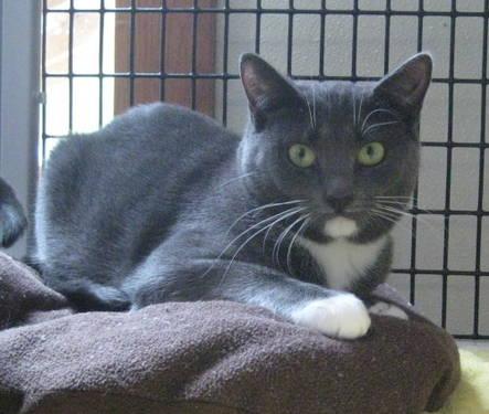 Domestic Short Hair - Gray and white - Adelaide - Medium - Adult