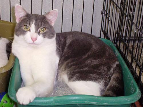 Domestic Short Hair - Gray and white - Barney - Large - Young