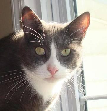 Domestic Short Hair - Gray and white - Boots - Medium - Adult