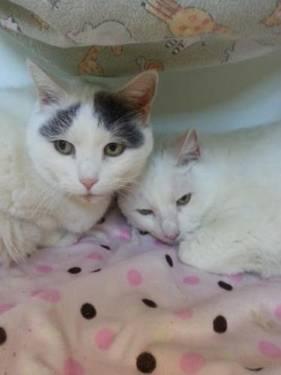 Domestic Short Hair - Gray and white - Muffin - Medium - Adult