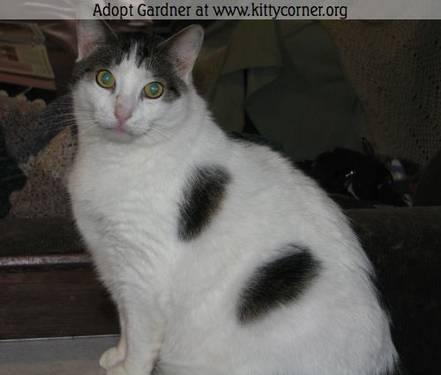 Domestic Short Hair - Gray and white - Scully - Large - Adult