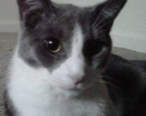 Domestic Short Hair - Gray and white - Spike - Large - Young