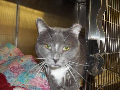 Domestic Short Hair - Gray and white - Sumo - Large - Senior