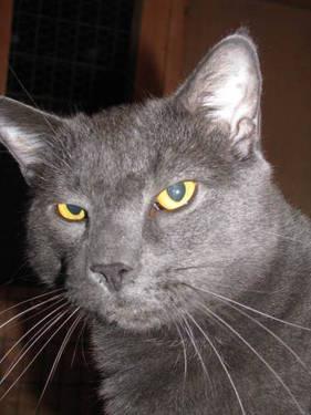 Domestic Short Hair - Gray - Goofball - Large - Adult - Male