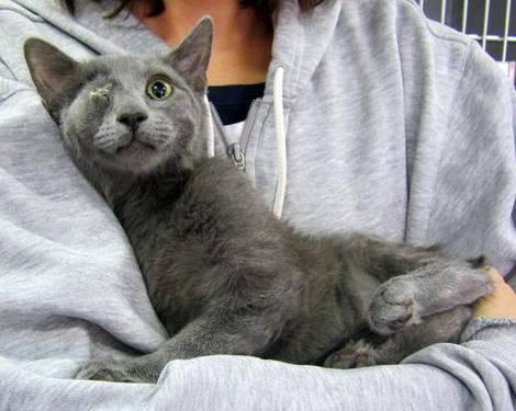 Domestic Short Hair - Gray - Percy - Pirate Russian Blue Kitten!