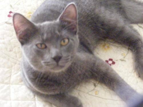Domestic Short Hair - Gray - Squirt - Medium - Young - Male