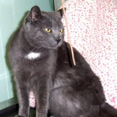 Domestic Short Hair - Gray - Suede - Medium - Young - Male - Cat
