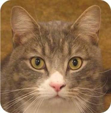 Domestic Short Hair - Hank - Large - Young - Male - Cat