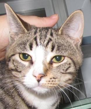 Domestic Short Hair - Howie - Medium - Young - Male - Cat