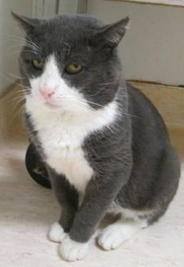 Domestic Short Hair - Jean Luc - Large - Adult - Male - Cat