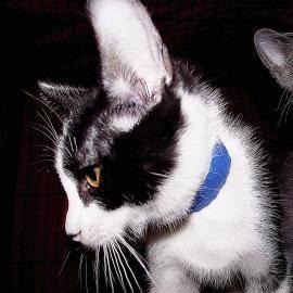 Domestic Short Hair - Juneau - Small - Baby - Male - Cat