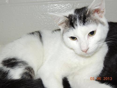 Domestic Short Hair - +kitten Jasper - Medium - Baby - Male