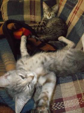 Domestic Short Hair - Laverne & Shirley - Small - Young - Female