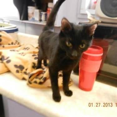 Domestic Short Hair - Liquorice - Large - Young - Female - Cat