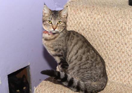 Domestic Short Hair - Lola - Small - Baby - Female - Cat