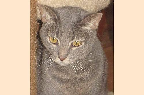 Domestic Short Hair - Lucy - Medium - Young - Female - Cat