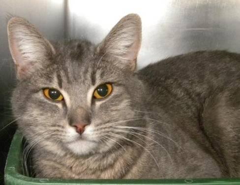Domestic Short Hair - Lupe - Medium - Young - Female - Cat