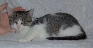 Domestic Short Hair - Nina - Medium - Young - Female - Cat