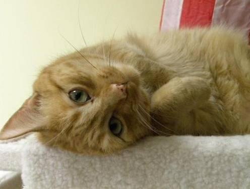 Domestic Short Hair - Odie*at Petco* - Large - Adult - Male