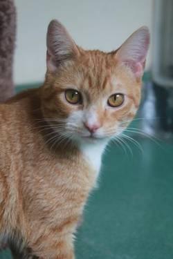 Domestic Short Hair - Orange and white - Penny - Small - Adult