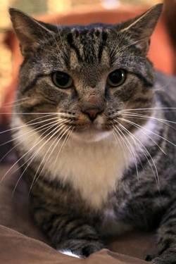 Domestic Short Hair - Paolo - Large - Adult - Male - Cat