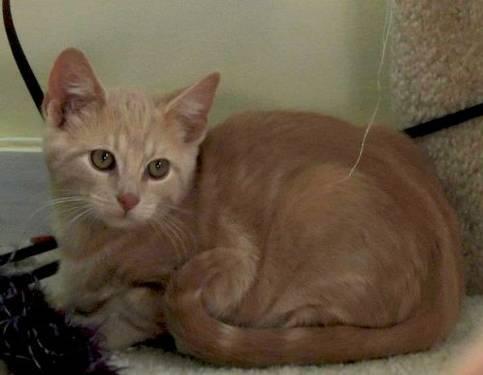 Domestic Short Hair - Peanut Butter - Medium - Young - Male