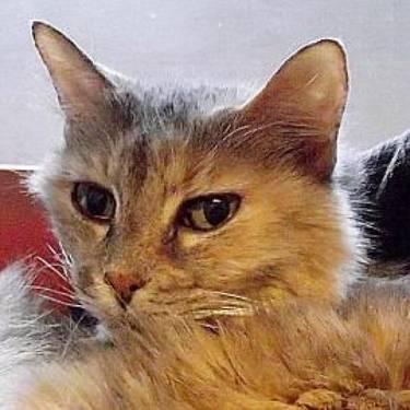 Domestic Short Hair - Pebbles - Medium - Senior - Female - Cat