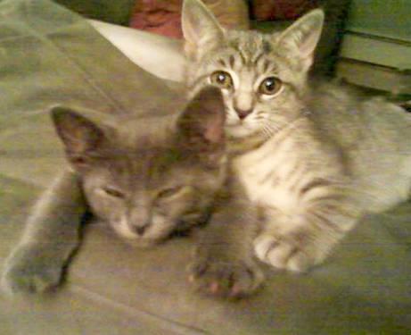 Domestic Short Hair - Pennys Kittens - Medium - Baby - Female