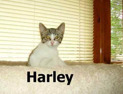 Domestic Short Hair - Ripley - Medium - Young - Male - Cat