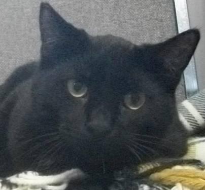 Domestic Short Hair - Ronnie - Medium - Young - Male - Cat