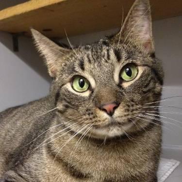 Domestic Short Hair - Snickers - Extra Large - Adult - Male