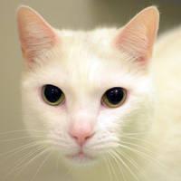 Domestic Short Hair - Snowy - Large - Adult - Female - Cat