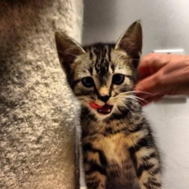 Domestic Short Hair - Tiger - Small - Baby - Male - Cat