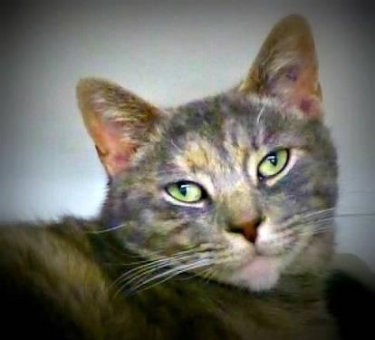Domestic Short Hair - Tilly - Small - Young - Female - Cat