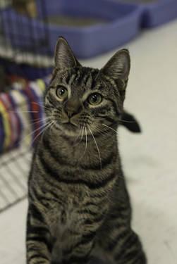 Domestic Short Hair - Toby - Medium - Young - Male - Cat