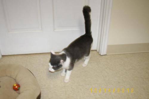 Domestic Short Hair - Toby - Medium - Young - Male - Cat