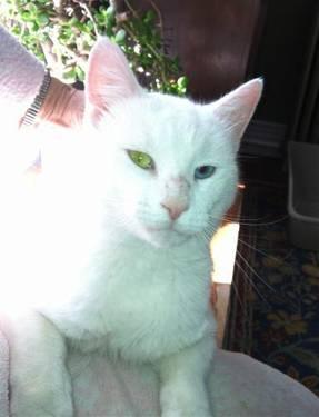 Domestic Short Hair - White - Bailey - Large - Adult - Male