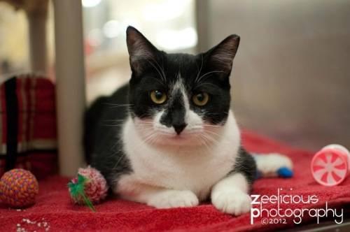 Domestic Short Hair - White - Claus - Medium - Young - Male