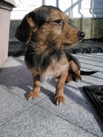 Dorkies (Dachshund & Yorkshire Terrier mix)