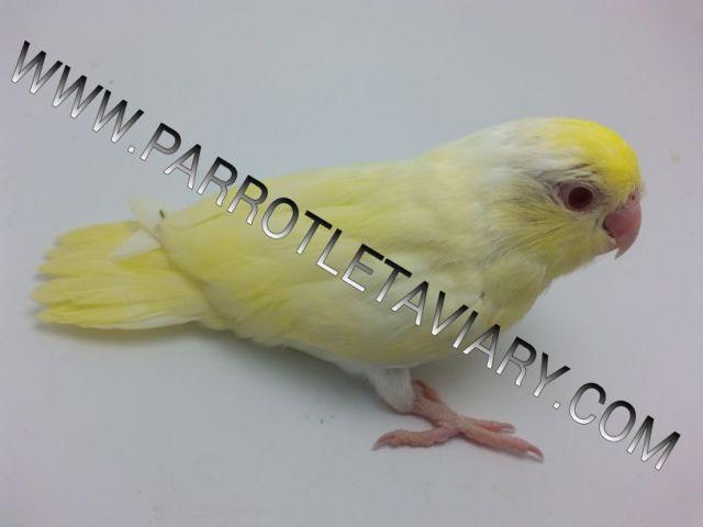 DOUBLE FACTOR MALE CREAMINO PARROTLET AVAILABLE FOR SALE - VERY RARE!!