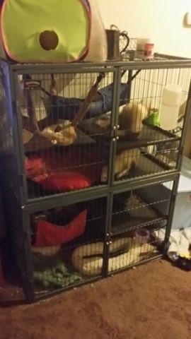 Double Ferret Nation Cage!!