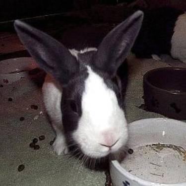 Dutch - Addison - Small - Baby - Female - Rabbit