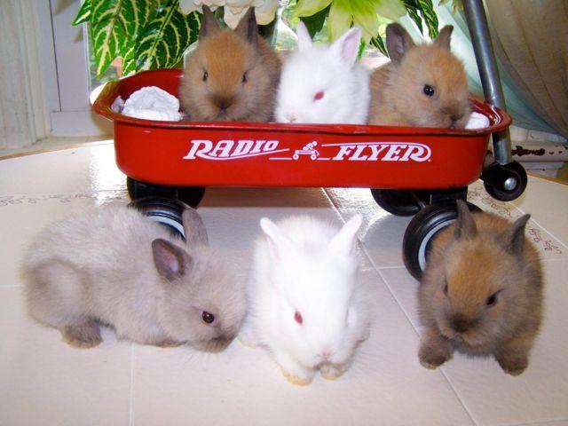 dwarf lionhead bunnies for sale