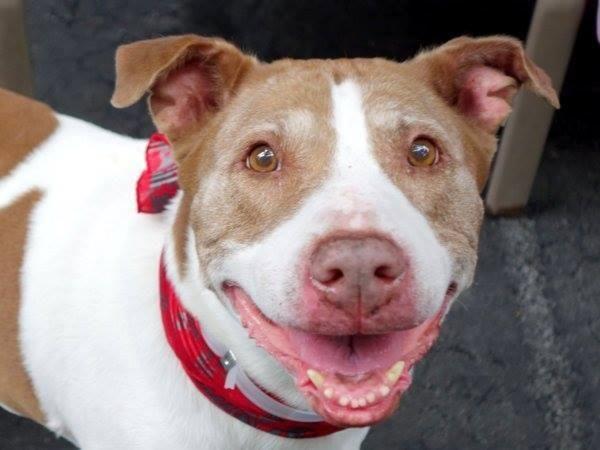Easy going affectionate pittie Nice in danger@NYC kill shelter