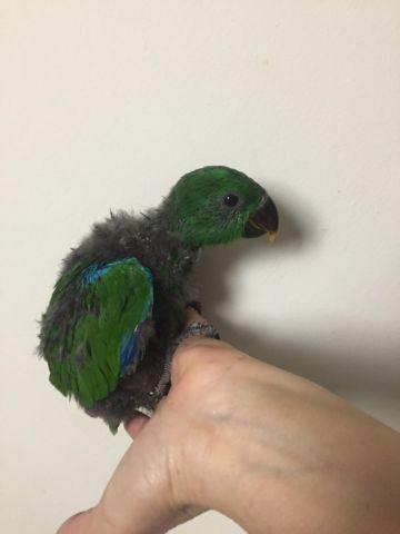 Eclectus male babies