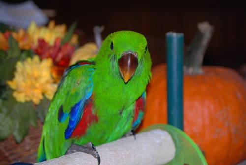 Eclectus with cage