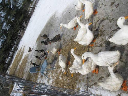 EGGS, DUCK and GOOSE, eating/hatching