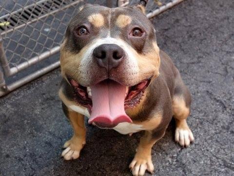 Energetic funloving pittie pup London in danger@NYC kill shelter